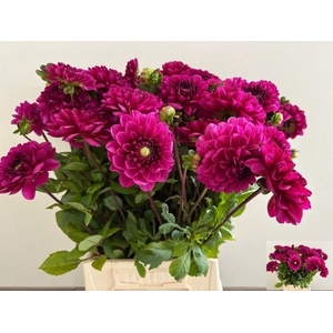 DAHL DEC LILAC BULL