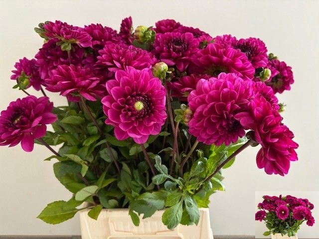 <h4>DAHL DEC LILAC BULL</h4>