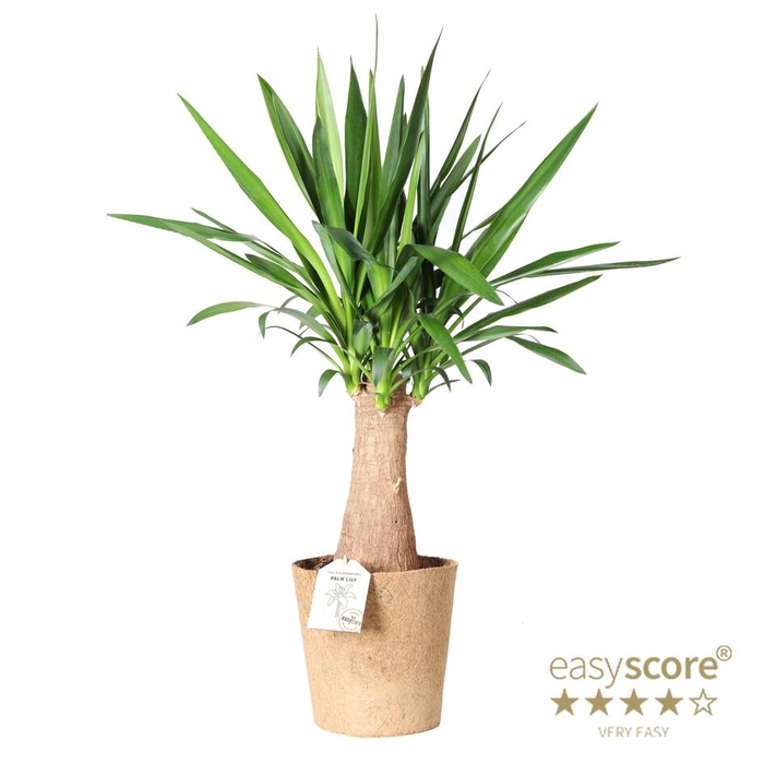 <h4>YUCCA ELEPHANTIPES P24</h4>