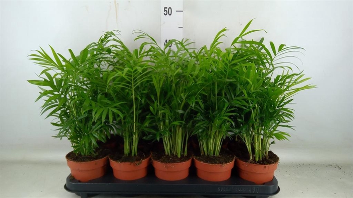 <h4>Chamaedorea elegans</h4>