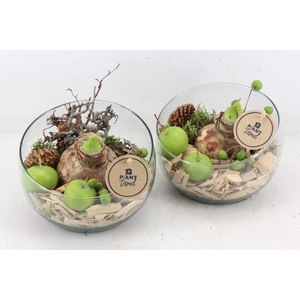 arr4 Amaryllis PL - Glas bol schuin x6