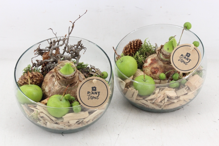 <h4>arr4 Amaryllis PL - Glas bol schuin x6</h4>