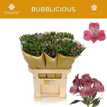 <h4>Alstr Bubblicious</h4>
