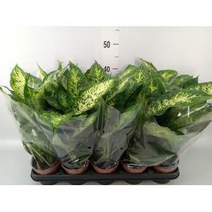 Dieffenbachia  'Compacta'