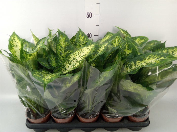 <h4>Dieffenbachia  'Compacta'</h4>