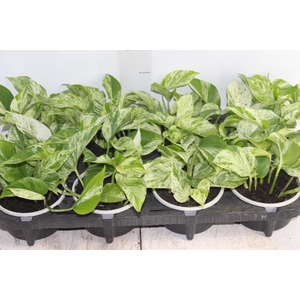 JIBOIA BRANCO C13 PENDENTE