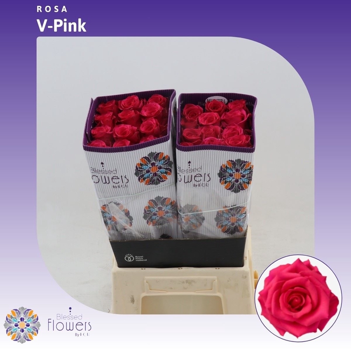 <h4>Rosa gr V-ipink</h4>