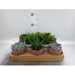 Succulents   ...