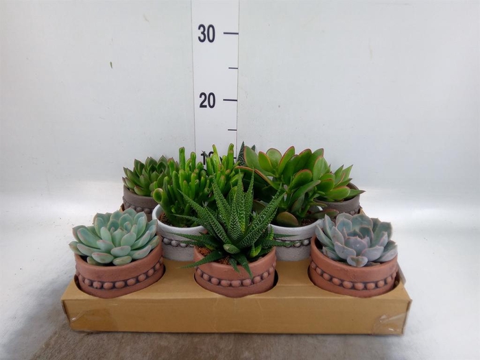 <h4>Succulents   ...</h4>