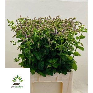 Mentha Jocka