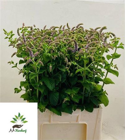 <h4>Mentha Jocka</h4>