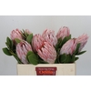 Protea Cynaroides
