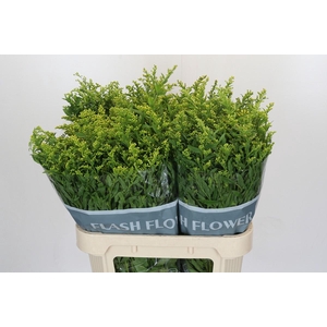 Solidago Golden Glory