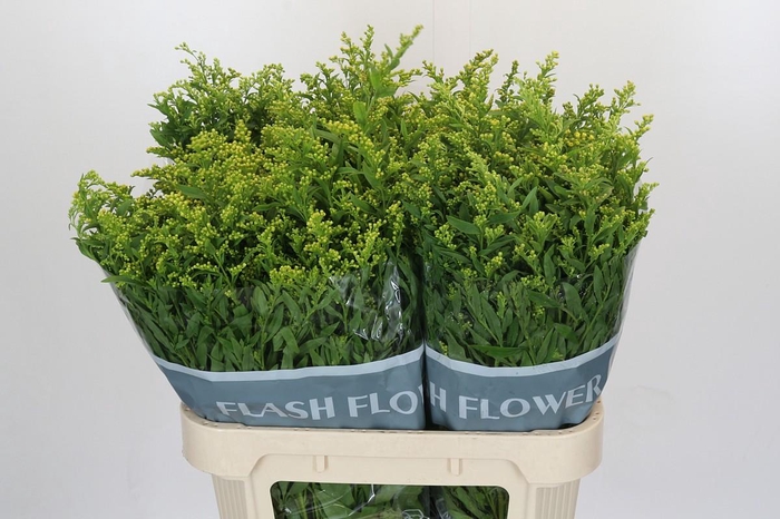 Solidago Golden Glory