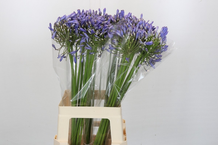 <h4>Agapanthus Blue Heaven</h4>