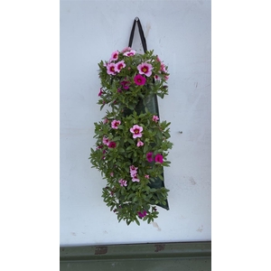 Overig perkplanten