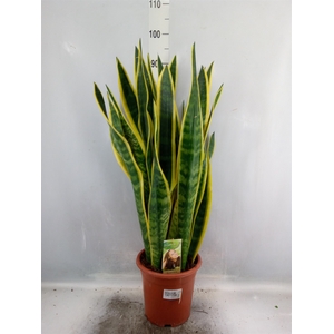 Sansevieria trifa. 'Laurentii'