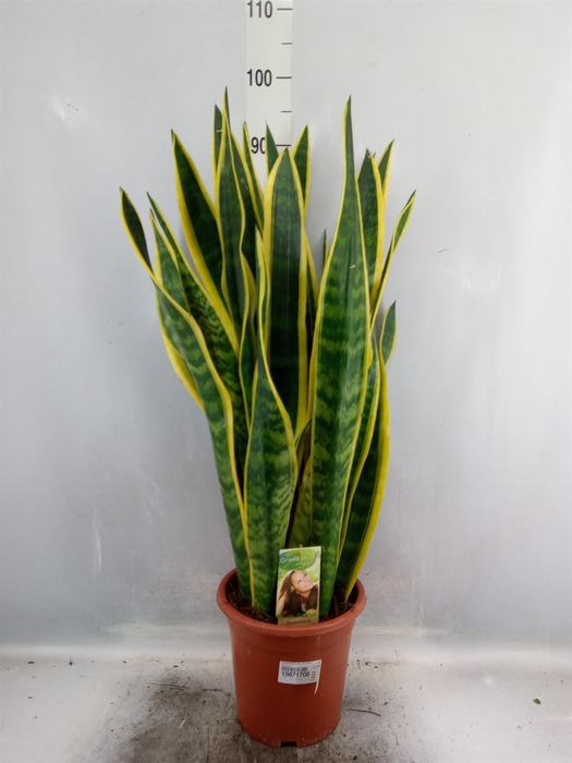 Sansevieria trifa. 'Laurentii'