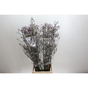 Anigozanthos 'Lilac Queen'