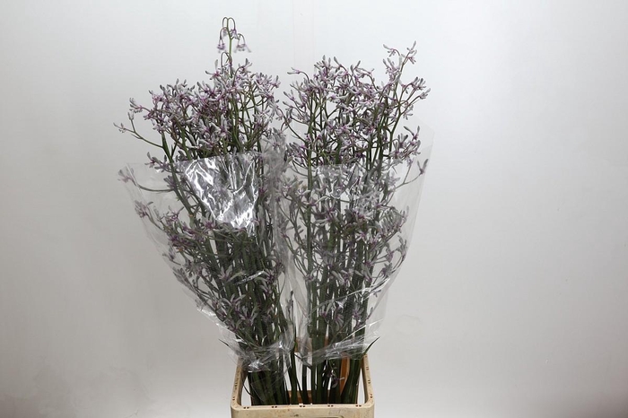 <h4>Anigozanthos 'Lilac Queen'</h4>