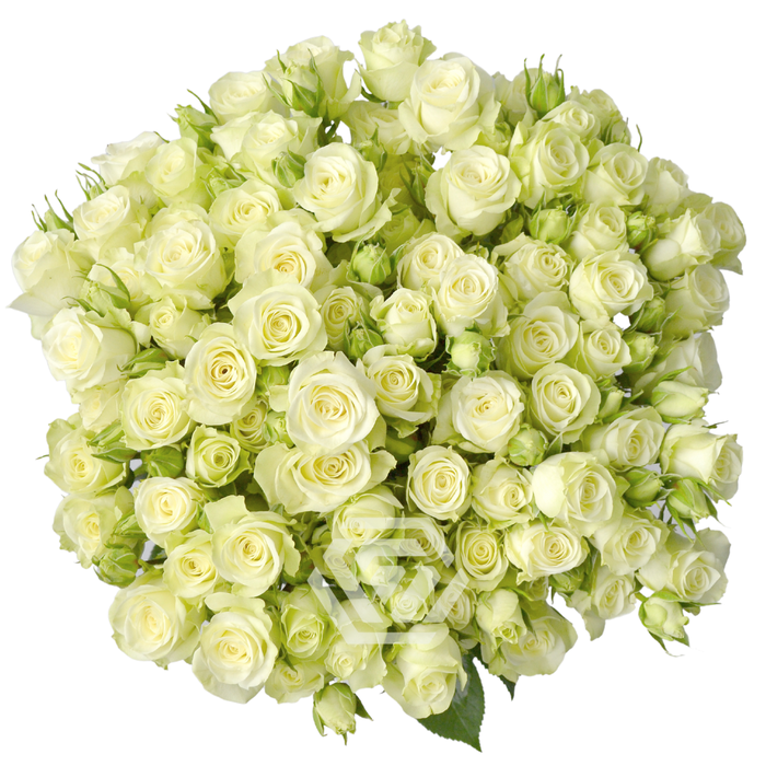 <h4>R TR FLOREANA Tessa</h4>