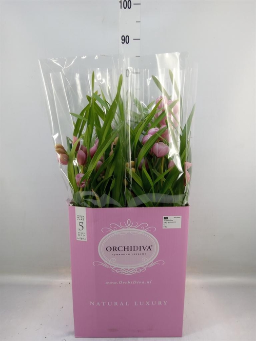 <h4>Cymbidium   ...</h4>