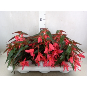 Begonia boliv. 'Encanto Pnk'