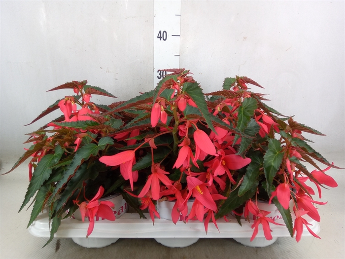 <h4>Begonia boliv. 'Encanto Pnk'</h4>