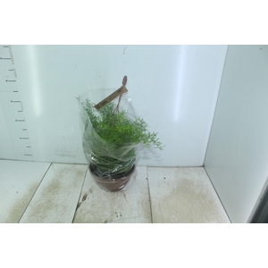 ASPARGO ALFINETE C21