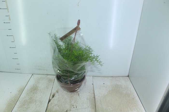 <h4>ASPARGO ALFINETE C21</h4>