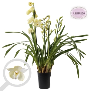 Cymbidium creme 3-4 tak