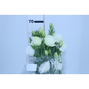 LISIANTHUS CHACONNE WHITE 070 CM MIN 500 GRAMAS BRANCO