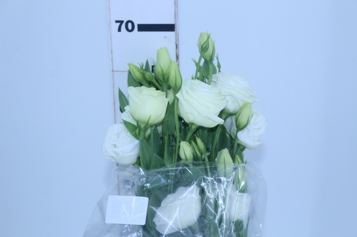 LISIANTHUS CHACONNE WHITE 070 CM MIN 500 GRAMAS BRANCO