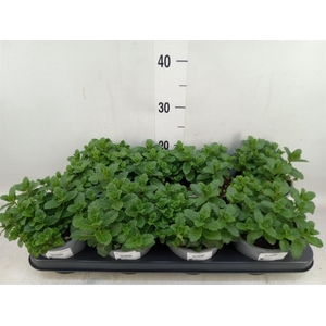 Mentha spicata