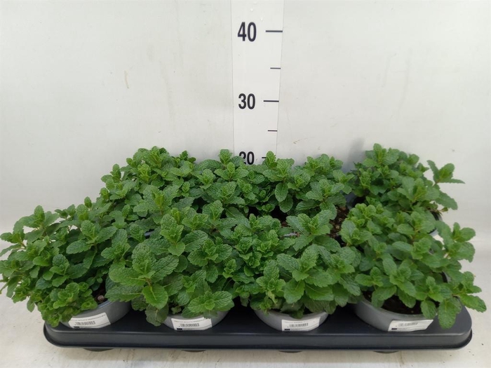 <h4>Mentha spicata</h4>