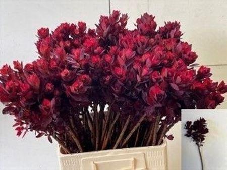 <h4>Cotinus C Royal Purple</h4>