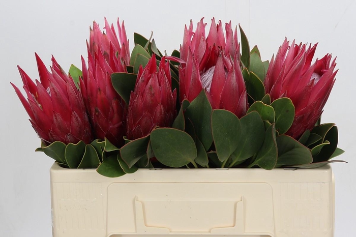 <h4>Protea Cynaroides Madiba</h4>