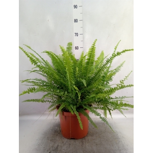 Nephrolepis exal. 'Green Lady'