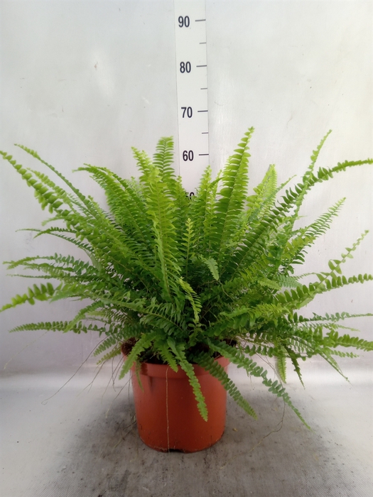 Nephrolepis exal. 'Green Lady'