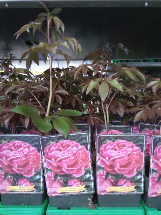 <h4>Paeonia lact. 'Alexander Flem'</h4>