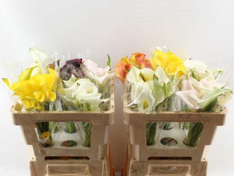 <h4>ZANT OV GEM</h4>