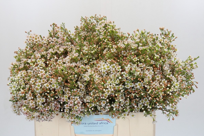 Chamelaucium Morning Delight