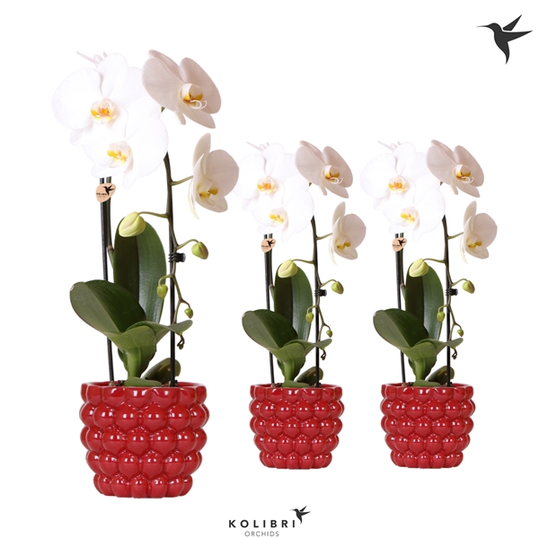 <h4>Kolibri Orchids Cascade Niagara fall 1 spike white in berry</h4>