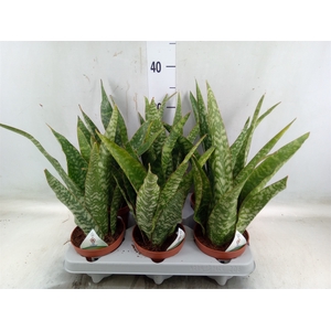 Sansevieria   ...