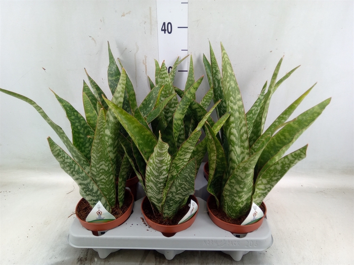 <h4>Sansevieria   ...</h4>