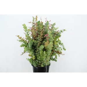 EUC STUARTIANA AUTUMN 200GR