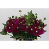 Dahlia Lilac Bull