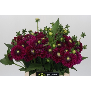Dahlia Lilac Bull