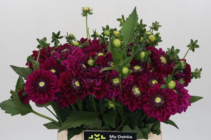 Dahlia Lilac Bull