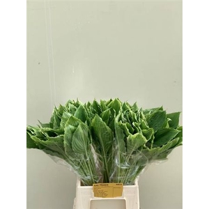 Hosta Undulata Albom